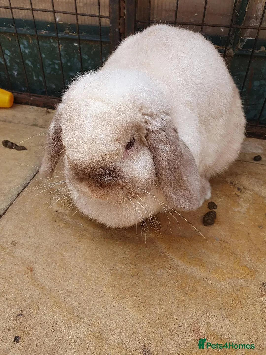 Mini Lop rabbits for sale: Spayed/neutered rabbits for adoption, vac Rhd2 - Advert 1