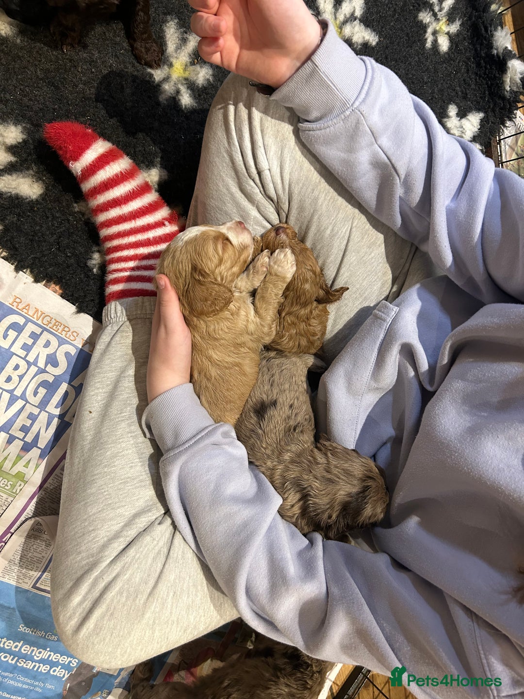 Cockapoo dogs for sale: Cockapoo puppies - Advert 17