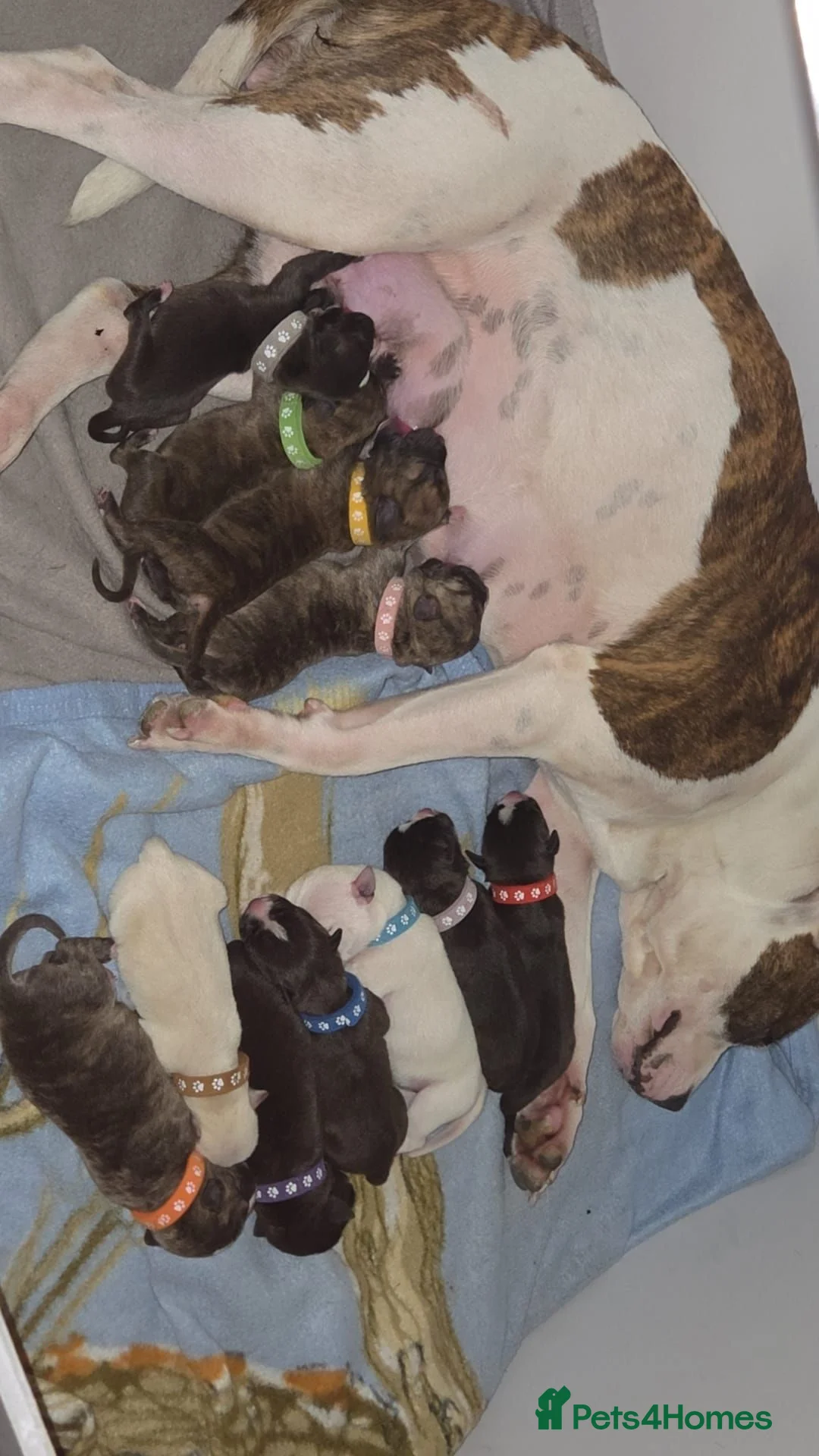 Mixed Breed dogs for sale: Cane Corso/Staffie Puppies For Sale - Advert 1