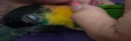 Parrots birds for sale: Pair of Baby Caique Parrots  sold together  - Advert 6