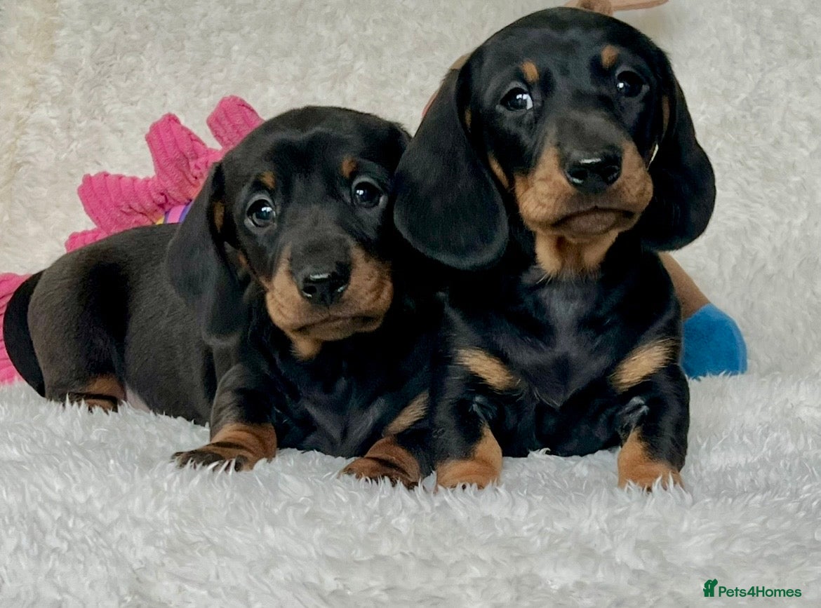 Dachshund dogs Adorable miniature dachshund puppy - Advert 4