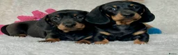 Dachshund dogs for sale: Adorable miniature dachshund puppies  - Advert 4