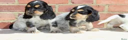 Cocker Spaniel dogs for sale: Quality Show type cocker spaniel puppies  - Advert 13