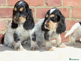 Cocker Spaniel dogs Quality Show type cocker spaniel puppies - Advert 14