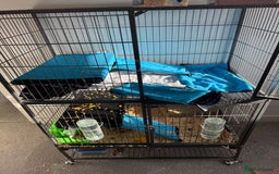 Guinea Pig rodents for sale: 2 beautiful boys with full set up  - Advert 1