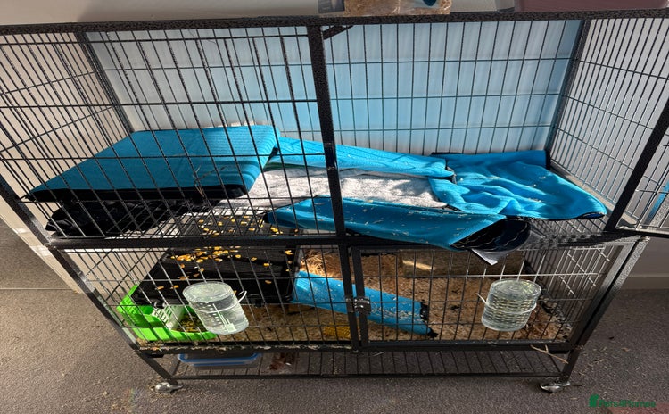 Guinea Pig rodents 2 beautiful boys with full set up  - Advert 1