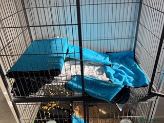 Guinea Pig rodents for sale: 2 beautiful boys with full set up - Advert 1