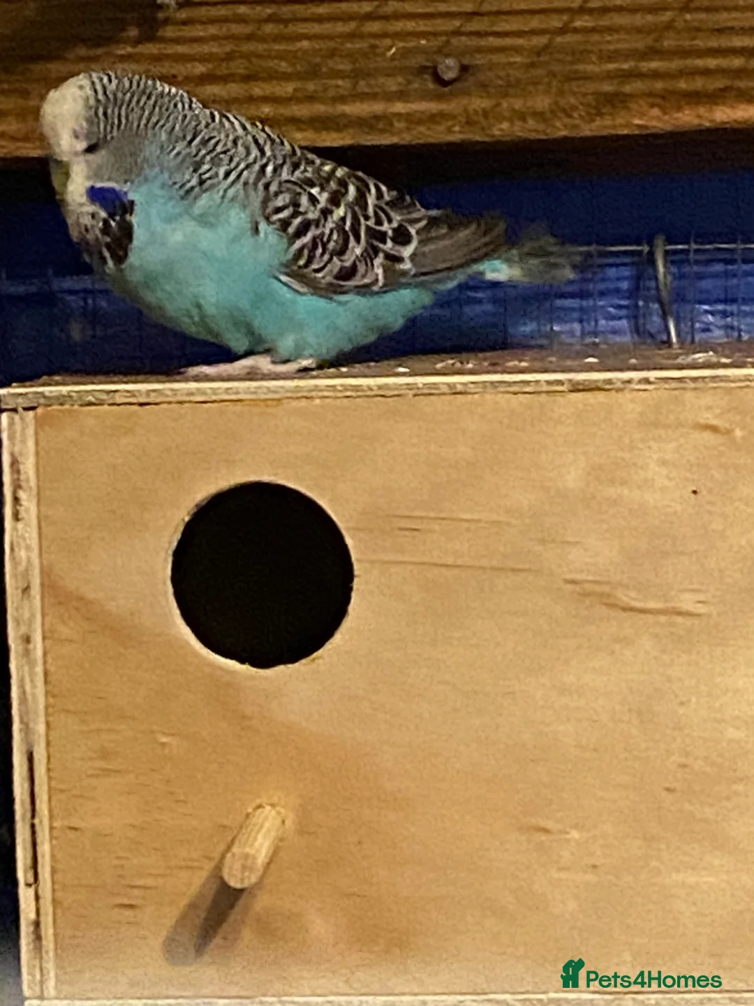 Budgerigars birds for sale: 2 pairs of Budgies for sale  in Saint Austell - Advert 2