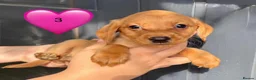 Cockerdor dogs for sale: DNA health tested golden Cockerdor pups - Advert 4