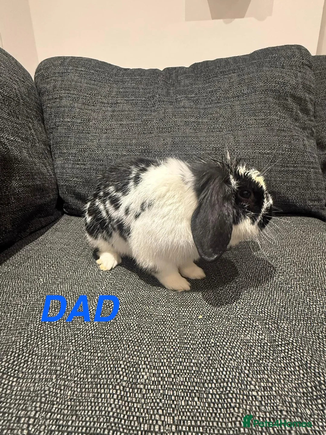 Mini Lop rabbits for sale: 6 adorable bunnies for sale  - Advert 14