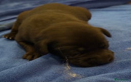 Labrador Retriever dogs for sale: Black Labrador retriever puppies KC registered - Image 7