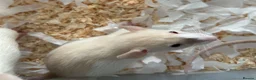 Rat rodents for sale: Baby dumbo rats for sale  - Advert 4