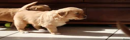 Golden Retriever dogs for sale: KC Registered Working Golden Retriever Puppies - Advert 14