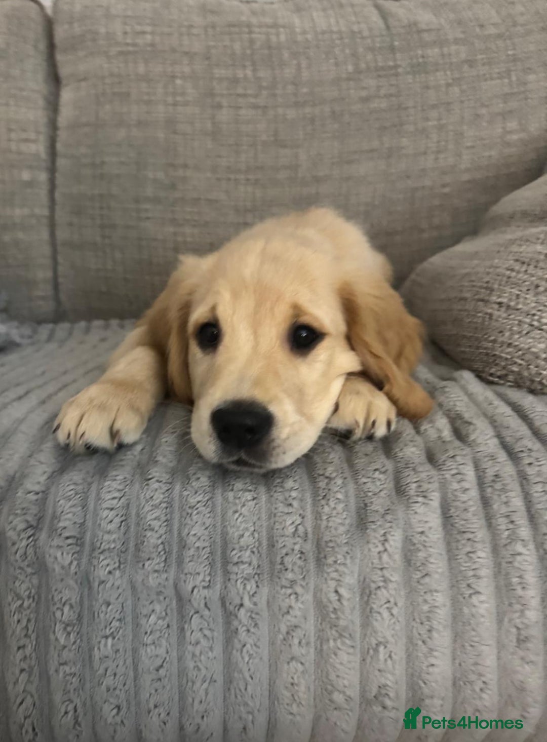 Golden Retriever dogs for sale: Golden retriever  - Advert 33