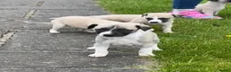 Whippet dogs for sale: Stunning Fawn Whippet Pups  in Winkleigh - Advert 24