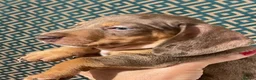 Dachshund dogs for sale: Daucshaund Puppies  - Advert 13