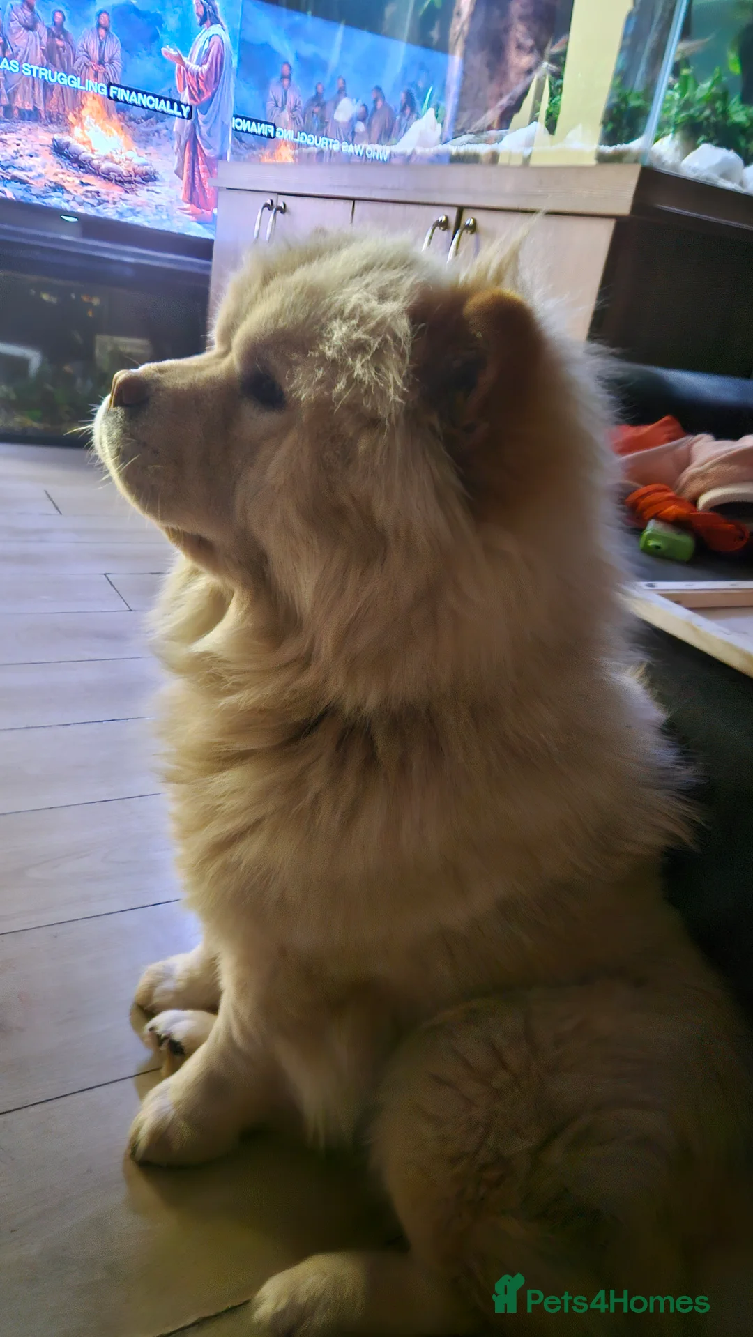 Chow Chow dogs for sale: Beautiful female chow chow kc registered  - Advert 2