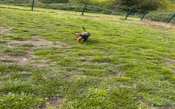 Dachshund dogs for sale: Dexter   - Image 5