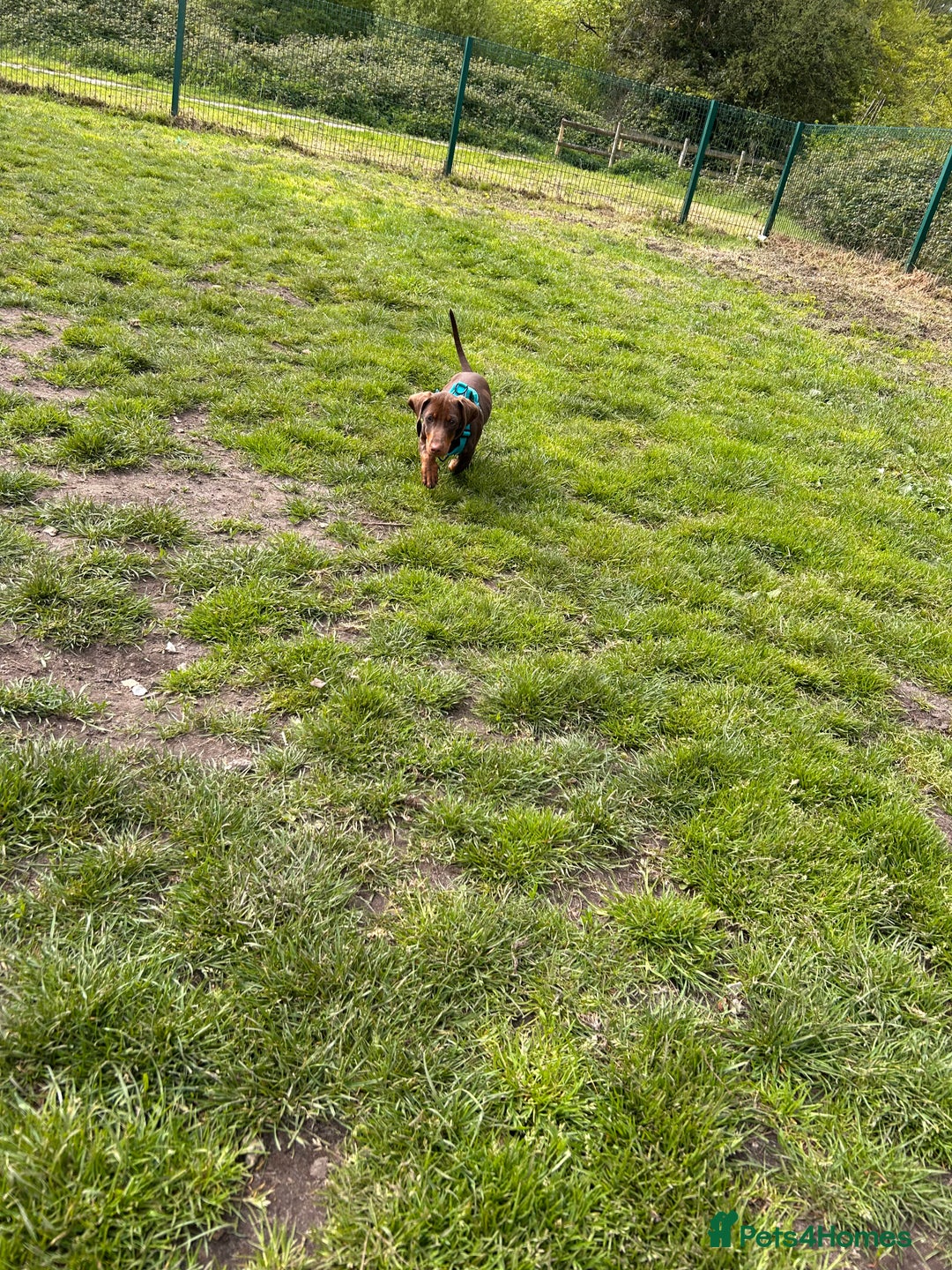 Dachshund dogs for sale: Dexter   - Image 5