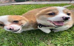 Welsh Corgi Pembroke dogs for sale: Welsh Pembroke corgi puppies - Image 3