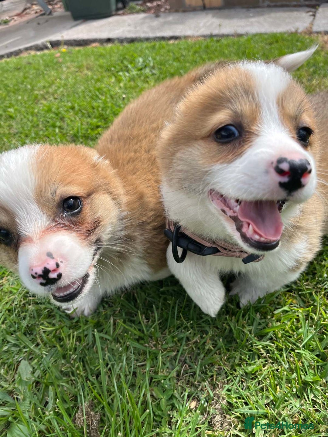 Welsh Corgi Pembroke dogs for sale: Welsh Pembroke corgi puppies - Image 3