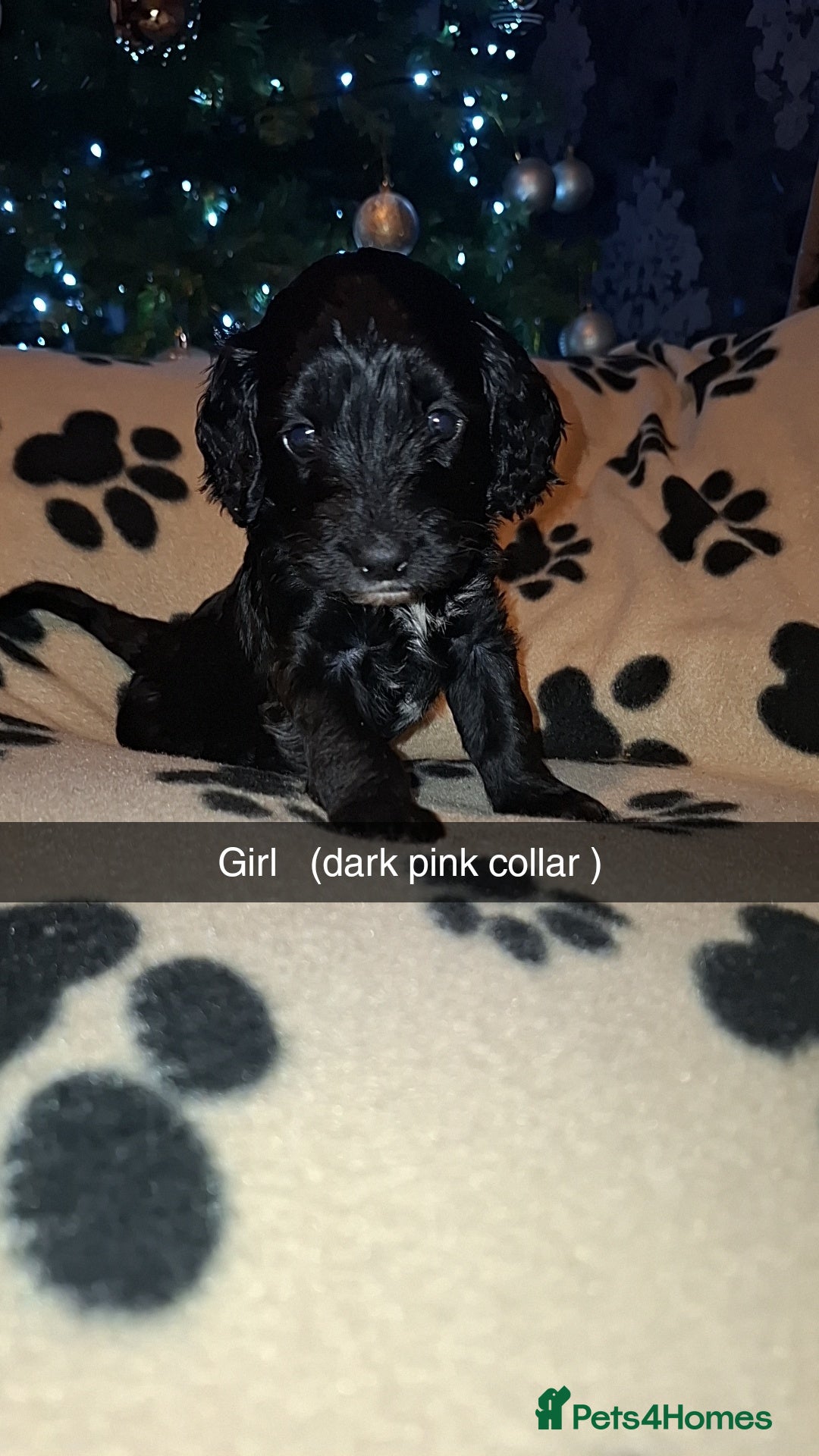 Cockapoo dogs for sale: F2 cockapoo puppies   - Advert 7