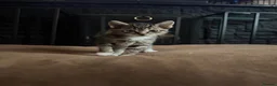 Mixed Breed cats for sale: 4 kittens looking for their forever home - Advert 24