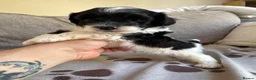 Mixed Breed dogs for sale: Springer-Poo puppies READY NOW. - Advert 15