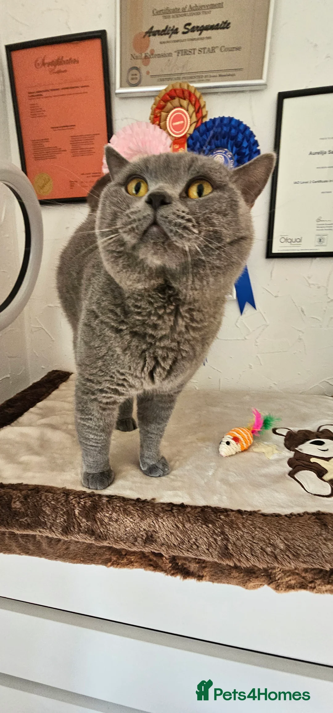 British Shorthair cats for stud: Perfect British Shorthair Stud in Leeds - Advert 1