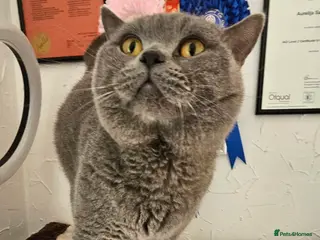 British Shorthair cats Perfect British Shorthair Stud in Leeds - Advert 21