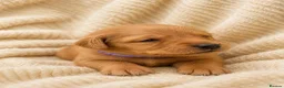 Labrador Retriever dogs for sale: Gorgeous Fox Red Labrador Puppies-5 Girls & 4 Boys in Tenbury Wells - Advert 5