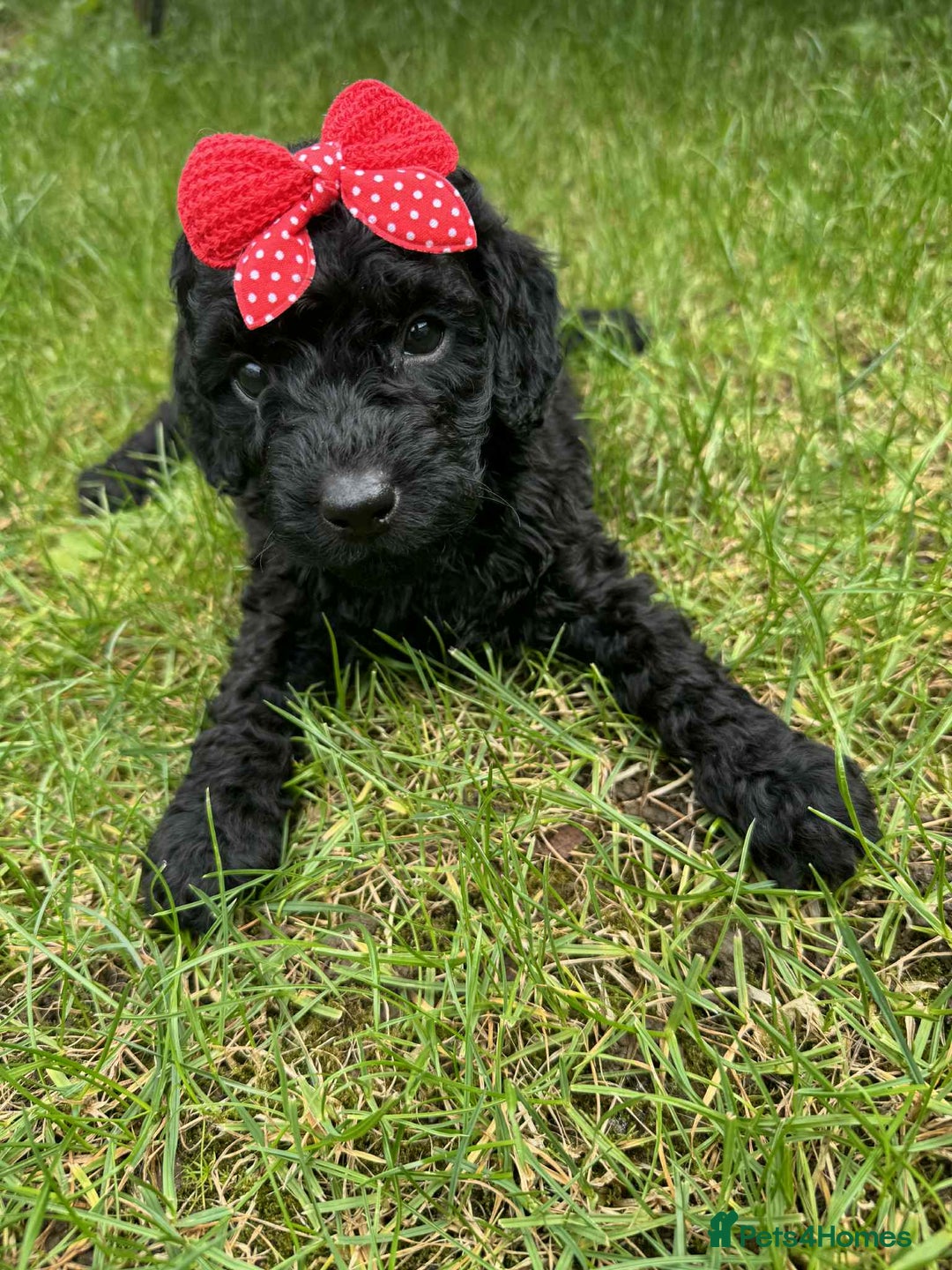 Miniature Poodle dogs for sale: Miniature Poodle puppies - Image 6