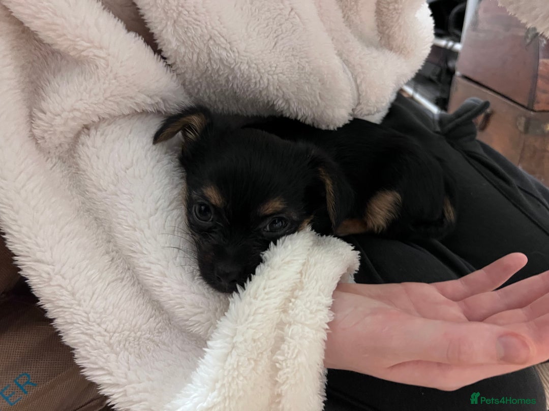 Chorkie dogs for sale: CHORKIE PUPS AVAILABLE NOW - Advert 10