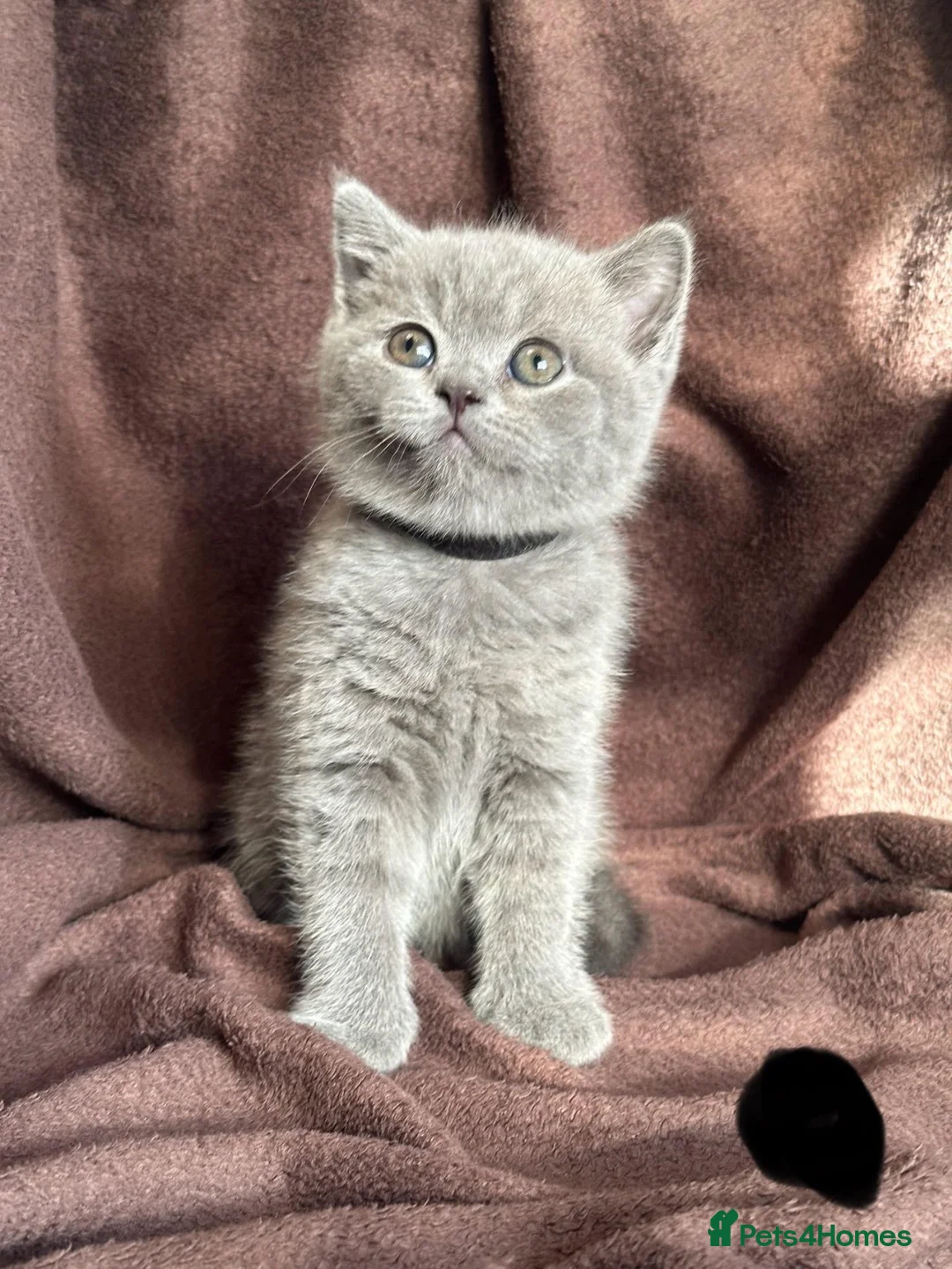 British Shorthair cats for sale: British short hair BSH kittens for sale - Advert 2