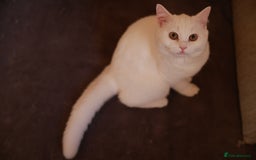 British Shorthair cats for sale: Stunning White British Shorthair Kittens for Sale! in London - Image 29