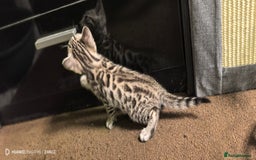 Bengal cats for sale: Sweet Bengal Kittens For Sale  - Image 22
