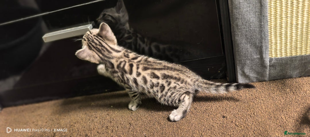 Bengal cats for sale: Sweet Bengal Kittens For Sale  - Image 22