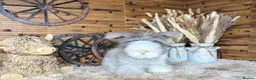 Angora rabbits for sale: PURE PEDIGREE|ENGLISH ANGORA - Advert 21