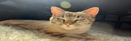 Mixed Breed cats for sale: Neutered male cat  - Advert 5