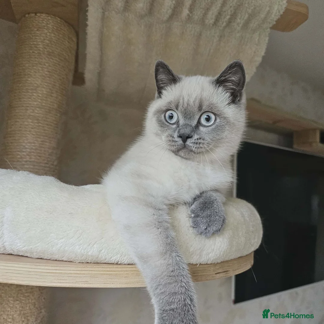 British Shorthair cats for sale: Beautiful BSH Colourpointed Male, GCCF reg. - Advert 4