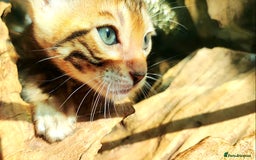 Bengal cats for sale: **✨ Lil Bengals Beautiful Pedigree Bengal Kittens✨ - Image 11