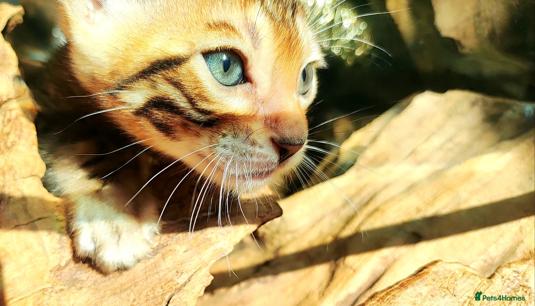 Bengal cats for sale: **✨ Lil Bengals Beautiful Pedigree Bengal Kittens✨ - Image 11