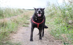Mixed Breed dogs for adoption: 💖🐶 MARY 🐶💖 - Image 14