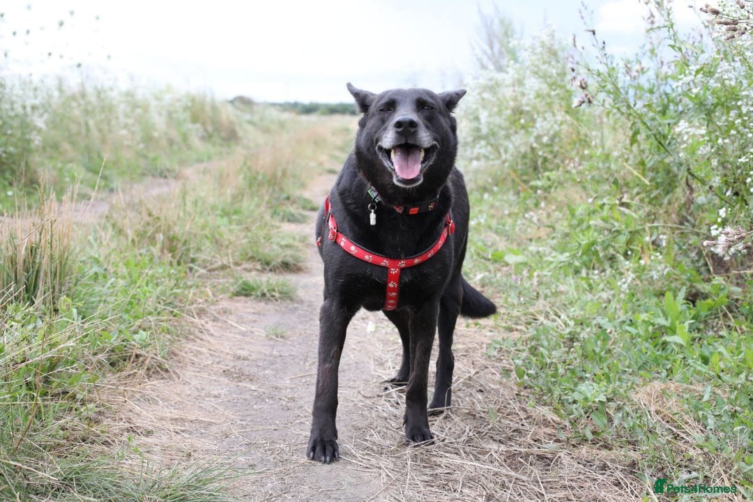 Mixed Breed dogs for adoption: 💖🐶 MARY 🐶💖 - Image 14