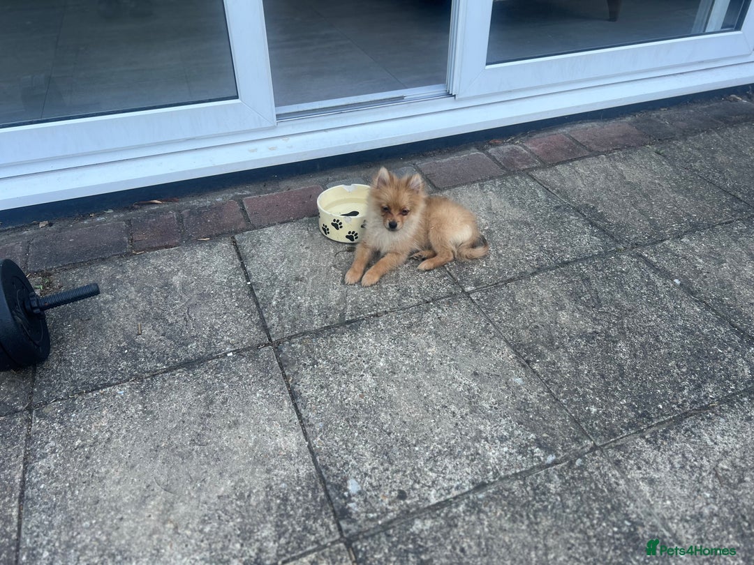German Spitz dogs for sale: 4x Beautiful German Spitz Pomeranian Puppies  - Image 18