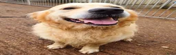Golden Retriever dogs for sale: 2 Gorgeous Golden retriever family pets/stud dogs - Advert 3