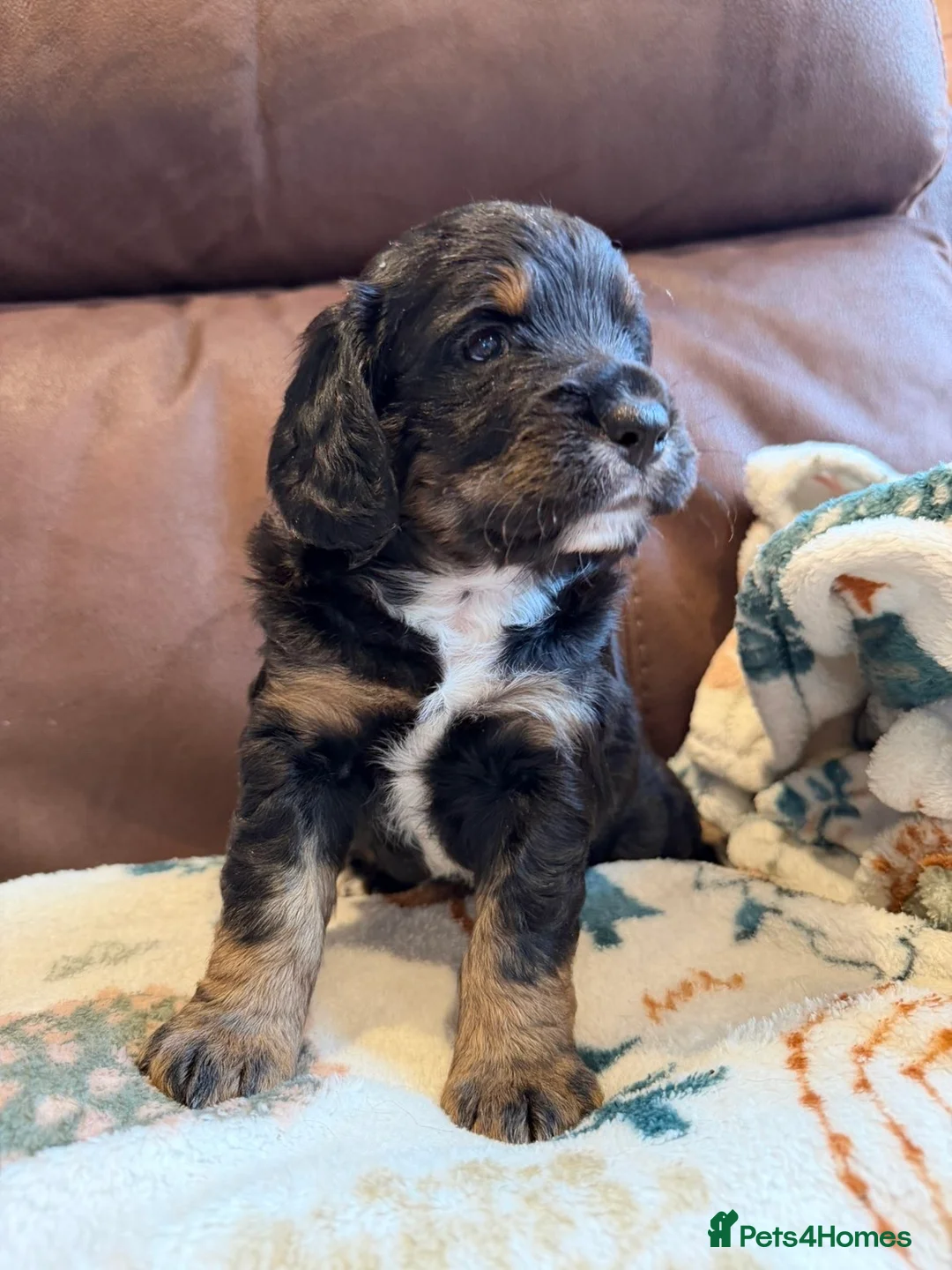 Cocker Spaniel dogs for sale: 🐾 KC registered black white & tan Cocker spaniels in Barnstaple - Advert 8