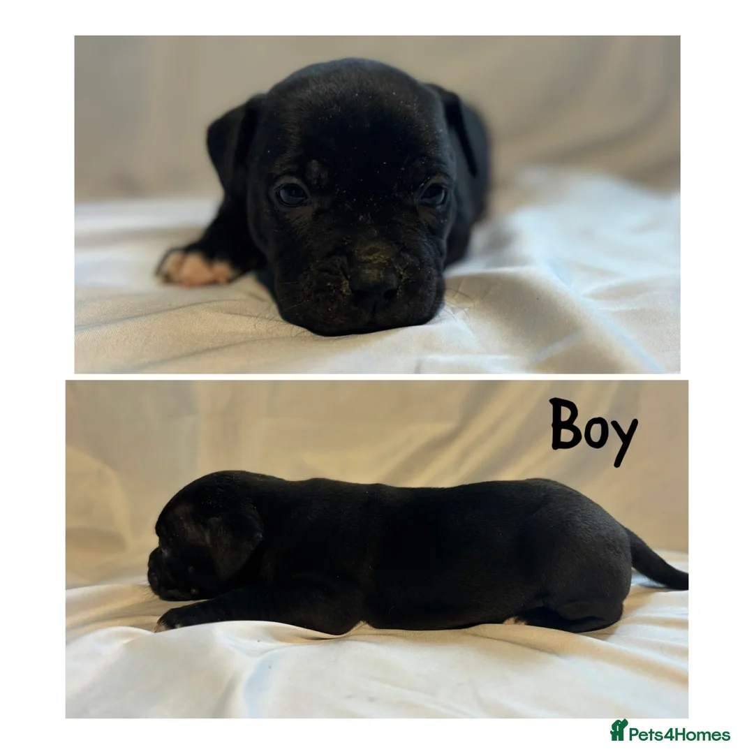 Mixed Breed dogs for sale: Staffy cross pups looking for forever homes🏡 - Advert 21