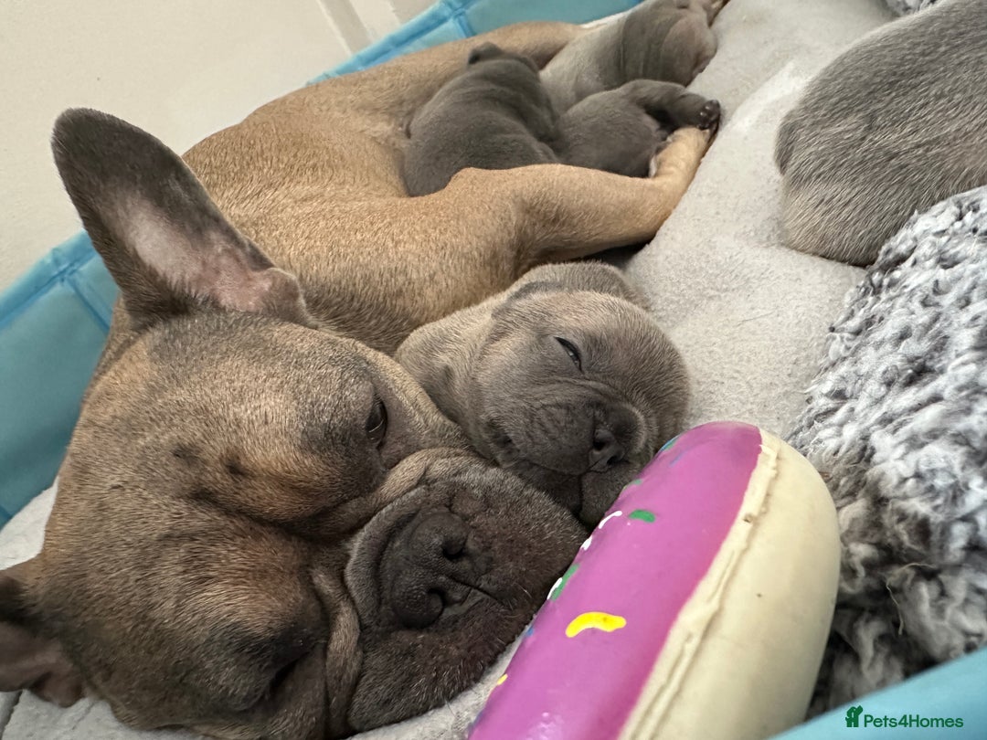 French Bulldog dogs for sale: French Bulldogs - Image 10