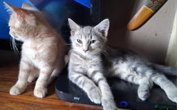 Mixed Breed cats for sale: Charming Cheeky Chunky  Bengal X Kittens. - Image 24